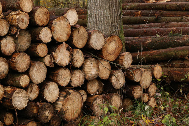 A shot of freshly felled and sawn tree trunks in the forest - Φωτογραφία, εικόνα