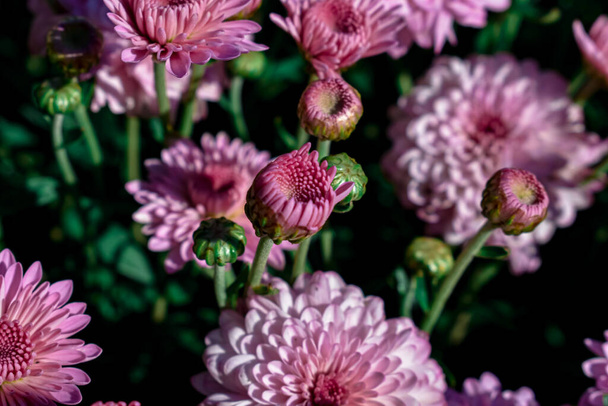 A selective focus shot of pink chrysanthemum flowers under the sunlight - Fotoğraf, Görsel