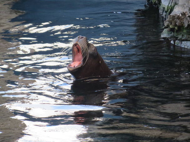 Lew morski daje ryk w wodzie - Zdjęcie, obraz