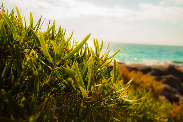 A closeup shot of green grass by the coast - Foto, imagen