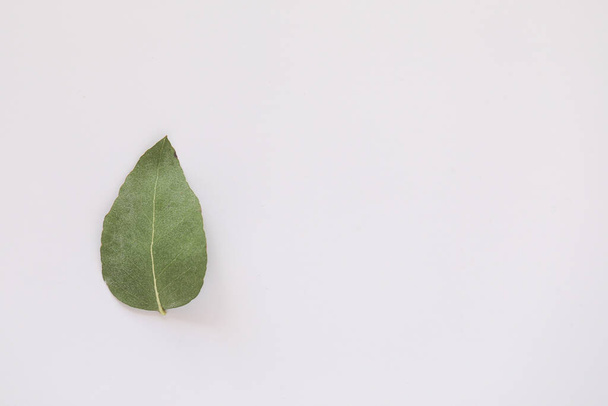 Simple flat lay image featuring single upside down gum leaf on white background with copy space. Landscape orientatio - Φωτογραφία, εικόνα