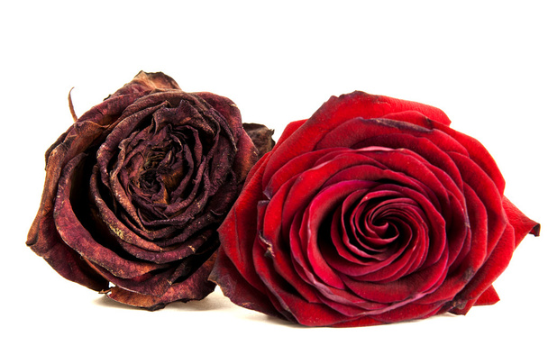 Vie des roses rouges
 - Photo, image