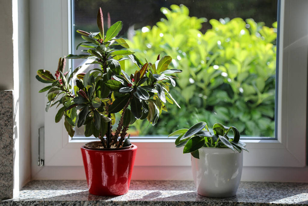 The beautiful green plants in the pots on the windowsill - Foto, Imagem