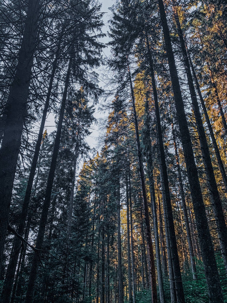 A vertical low angle shot of tall trees in a forest - Valokuva, kuva