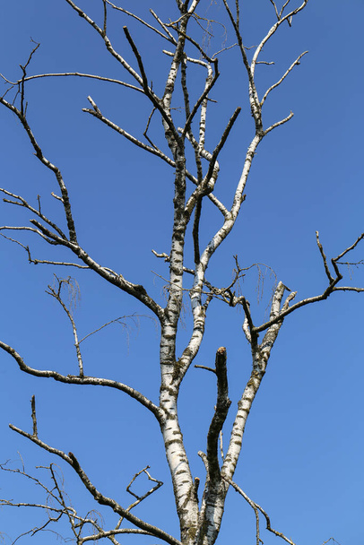 A vertical shot of a bare tree in autumn - Fotó, kép