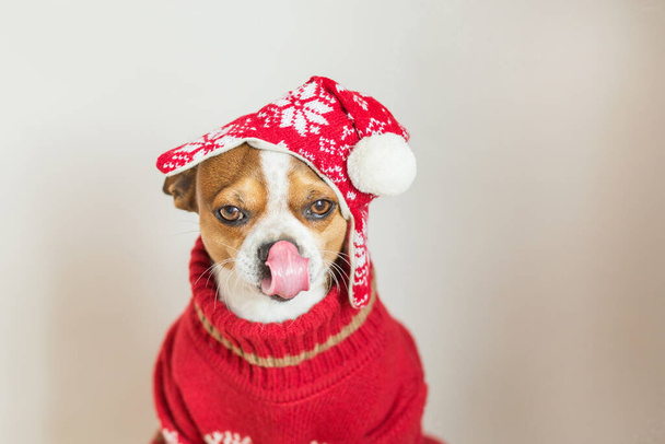 Chihuahua肖像画でサンタの帽子とクリスマスジャケットなめるその鼻 - 写真・画像