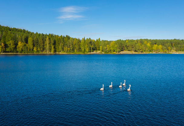 青い湖に白い白鳥。空中展望。ラドーガ湖。カレリア。ロシア - 写真・画像