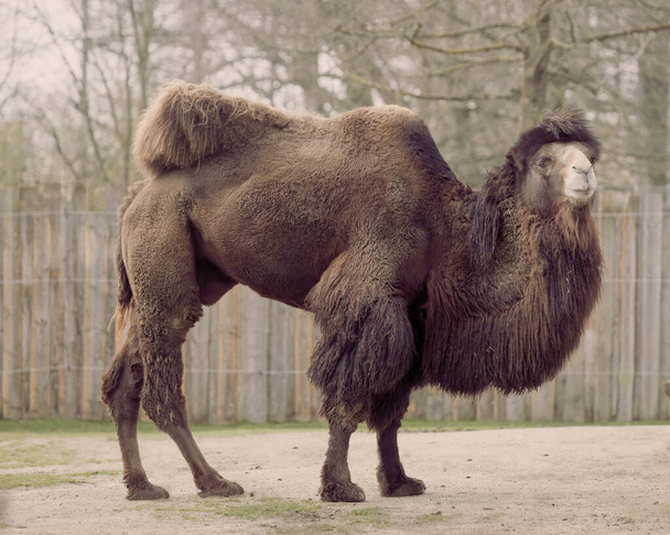 Cammello Camelus Bactriano allo zoo - Foto, immagini