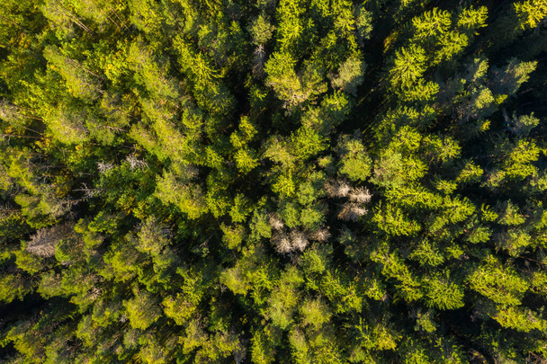 Aerial view of green forest. Autumn, Karelia, Russia. - Fotó, kép