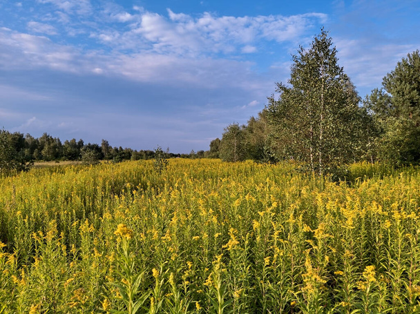 Field of blossoming goldenrods at sunset - Foto, Imagen