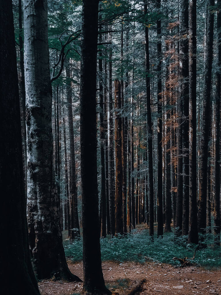 A vertical shot of high trees in the forest - Fotoğraf, Görsel
