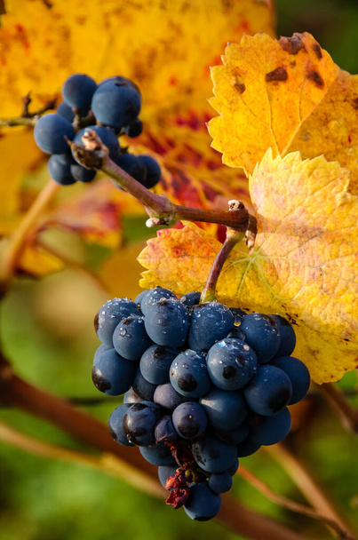 grappe de raisin en automne dans les vignes de vignoble bourguignon, vite nei vigneti in Borgogna - Foto, immagini
