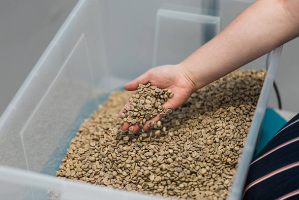 mans vérification manuelle des grains de café crus pour torréfaction - Photo, image