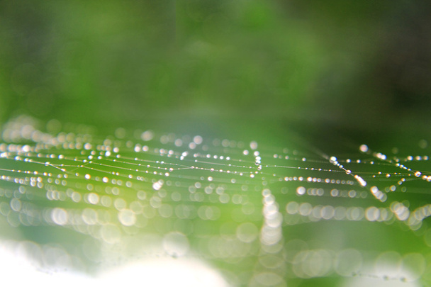 spider web background - Photo, Image