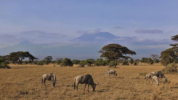 Kilimandjaro contre le ciel bleu, parmi les nuages. Un groupe de gnous broute au premier plan. Autour de l'herbe jaune de la savane, arbustes, acacias. Saison sèche au Kenya. Parc d'Amboseli. - Photo, image