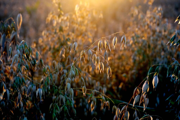                    Haver veld bij gele zonsondergang              - Foto, afbeelding