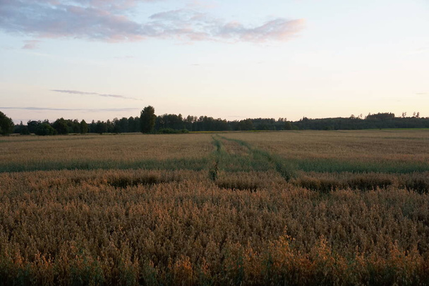                    Oves pole při západu slunce              - Fotografie, Obrázek