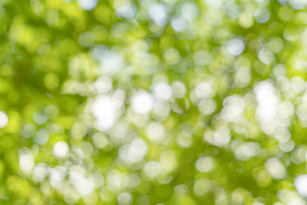 Bokeh desfocado de natureza abstrata árvore verde na floresta ou parque com chama de luz solar. Padrão textura fundo na estação de primavera em ecologia, férias e conceito de viagem. Relaxamento fresco. - Foto, Imagem