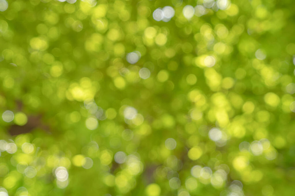 Размытый боке абстрактного зеленого дерева природы в лесу или парке с солнечной вспышкой. Структурный фон в весенний сезон в экологии, отпуске и концепции путешествия. Свежий отдых. - Фото, изображение