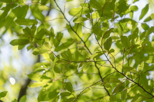 Природа зеленого дерева в лісі або парку з сонячним світлом. Тло текстури візерунка весняного сезону в екології, відпустці та концепції подорожей. Свіжа релаксація
. - Фото, зображення