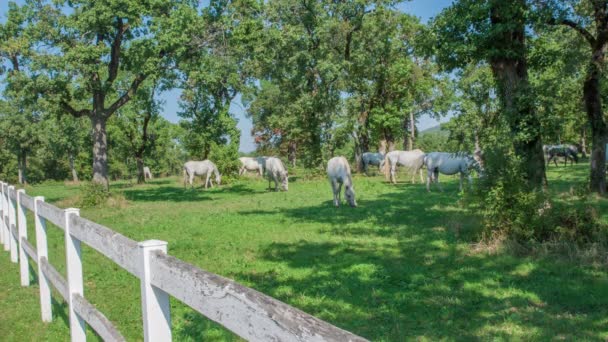 Hermosos caballos blancos están comiendo hierba afuera en una granja de sementales en un día soleado - Metraje, vídeo