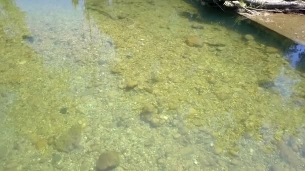 Er zijn veel stenen en kiezelstenen in de rivier. De rivier ziet er een beetje gelig uit.. - Video
