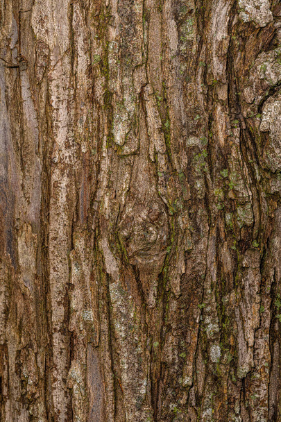 Venäjän oliivin (Elaeagnus angustifolia) kuori) - Valokuva, kuva