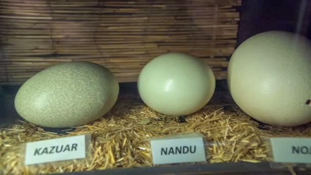 Farklı boyutlarda yumurtalar ve hayvanlar henüz yumurtadan çıkmadı. Hayvanların isimleri yumurtaların önünde sergileniyor.. - Video, Çekim
