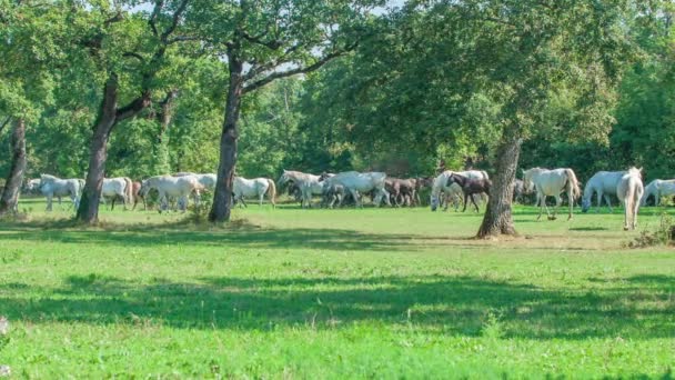 Krásné bílé koně jedí trávu venku na chovné farmě za slunečného dne - Záběry, video