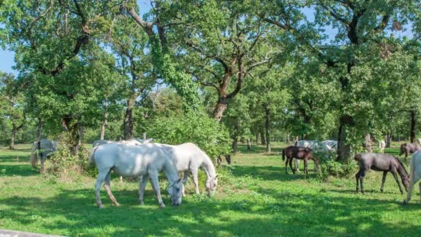 Piękne białe konie jedzą trawę na zewnątrz na farmie stadniny w słoneczny dzień - Materiał filmowy, wideo