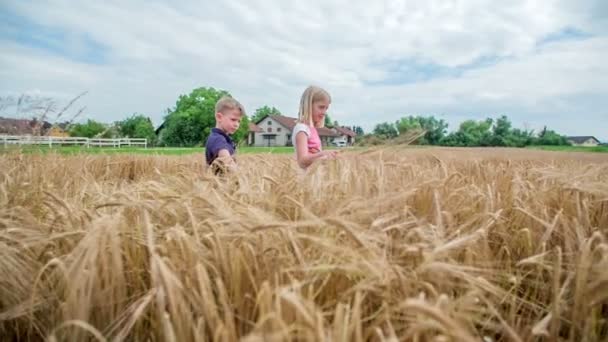 Widzimy dwójkę dzieci na zapierającym dech w piersiach polu pszenicy. Jest lato i jest ładna pogoda na zewnątrz.. - Materiał filmowy, wideo
