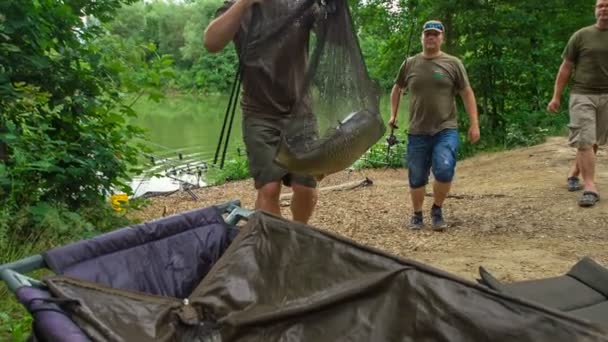 Ένας ψαράς πιάνει ένα πραγματικά μεγάλο ψάρι και το βγάζει από το νερό σε ένα δίχτυ.. - Πλάνα, βίντεο