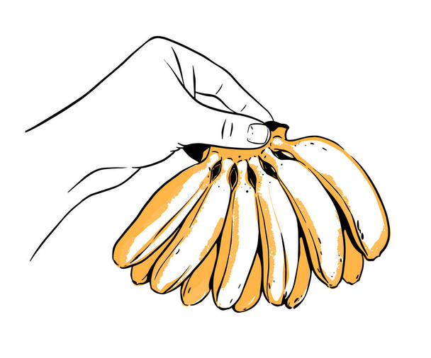 A bunch of mini bananas in hand. Vector illustration on white background. - Vektor, Bild