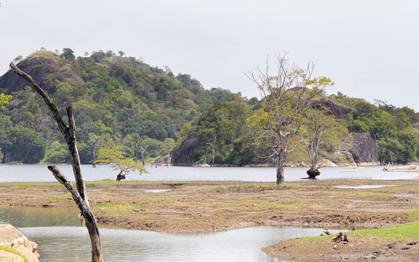 Die Trockenzeit im Buduruwagala-Wald als Austrocknung des niedrigen Wasserstandes im Reservoir. - Foto, Bild