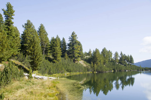 Mountain lake surrounded by pines and dwarfs and their reflections in the wate - Fotografie, Obrázek