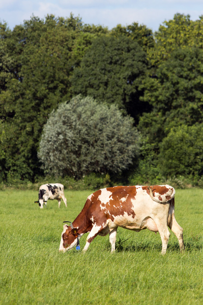 Lehmät
 - Valokuva, kuva