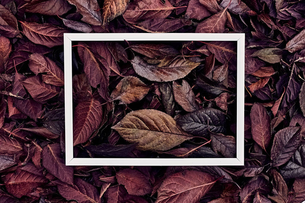 Marco blanco sobre hojas de otoño para el diseño decorativo. Hojas de otoño rojo púrpura en hermoso estilo. Decoración navideña. Follaje de otoño. Fondo natural. Arte botánico - Foto, imagen