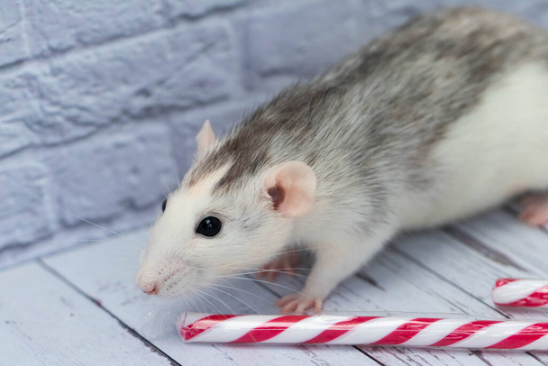 Cute rat sniffs New Year's candy cane. Portrait of a rodent close-up. holiday postcard - 写真・画像