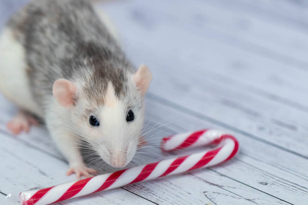 Cute rat sniffs New Year's candy cane. Portrait of a rodent close-up. holiday postcard - Foto, immagini