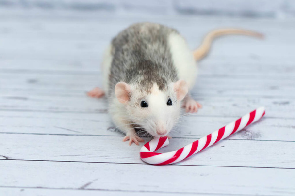 Cute rat sniffs New Year's candy cane. Portrait of a rodent close-up. holiday postcard - Фото, зображення