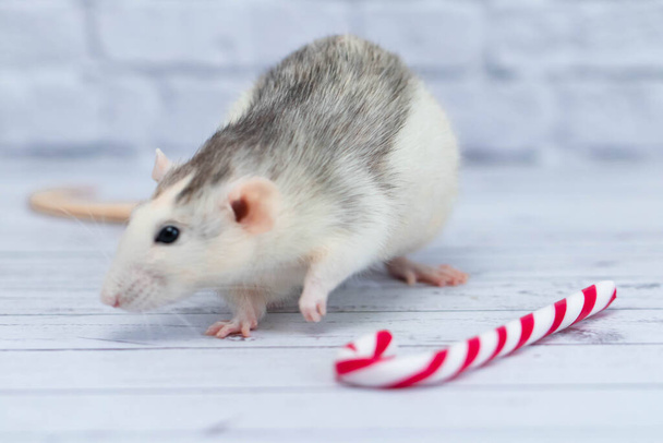 Cute rat sniffs New Year's candy cane. Portrait of a rodent close-up. holiday postcard - Foto, immagini