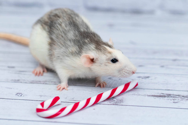 Cute rat sniffs New Year's candy cane. Portrait of a rodent close-up. holiday postcard - Fotoğraf, Görsel