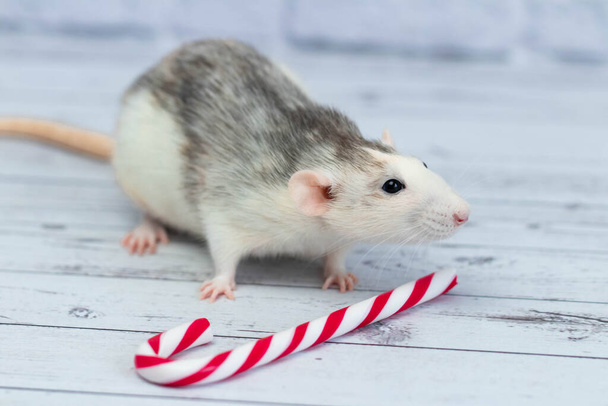 Cute rat sniffs New Year's candy cane. Portrait of a rodent close-up. holiday postcard - Foto, afbeelding