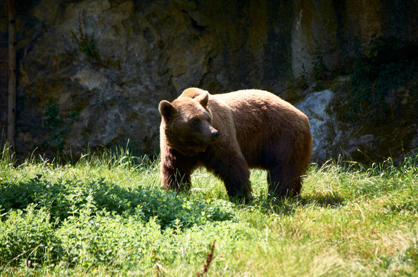 Бурый медведь ходит по лугу - Фото, изображение