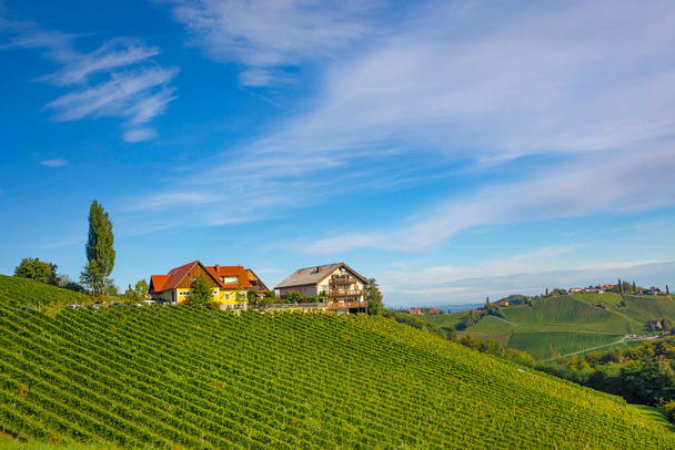 Güney Styrian Şarap Yolu boyunca uzanan üzüm bağları, Avusturya ile Slovenya arasındaki sınırda yeşil kayan tepeler, üzüm bağları, pitoresk köyler ve şarap tavernaları olan büyüleyici bir bölge. - Fotoğraf, Görsel