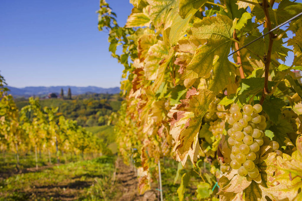 Érett fehér borszőlő a szőlőültetvényeken a dél-stájerországi borút mentén, amely egy bájos régió az Ausztria és Szlovénia közötti határon, betakarítás előtt - Fotó, kép