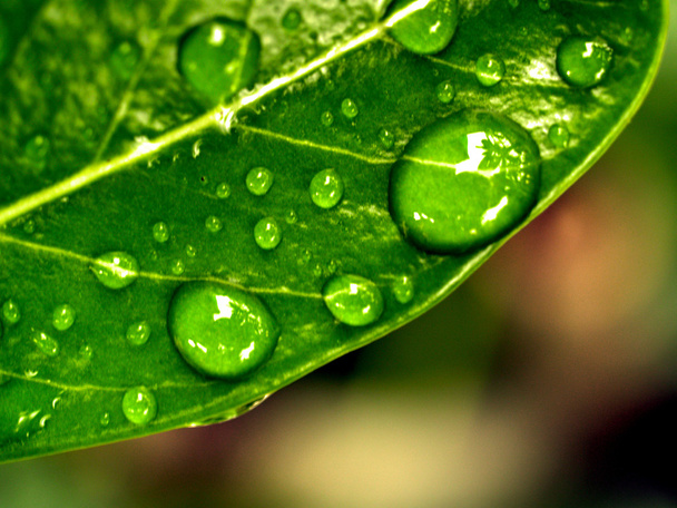 Water drop on leaves - Photo, Image