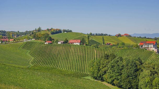 Wijngaarden langs de wijnroute Zuid-Stiermarken, een charmante regio op de grens tussen Oostenrijk en Slovenië met groene glooiende heuvels, wijngaarden, pittoreske dorpjes en wijntavernes - Foto, afbeelding