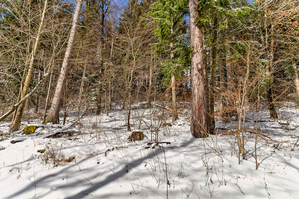 Winter forest with shadows of the trees in the snow, authentic moment landscape. - 写真・画像