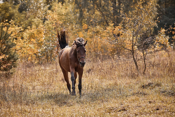 A beautiful bay horse runs free in autumn in yellow foliage - Valokuva, kuva